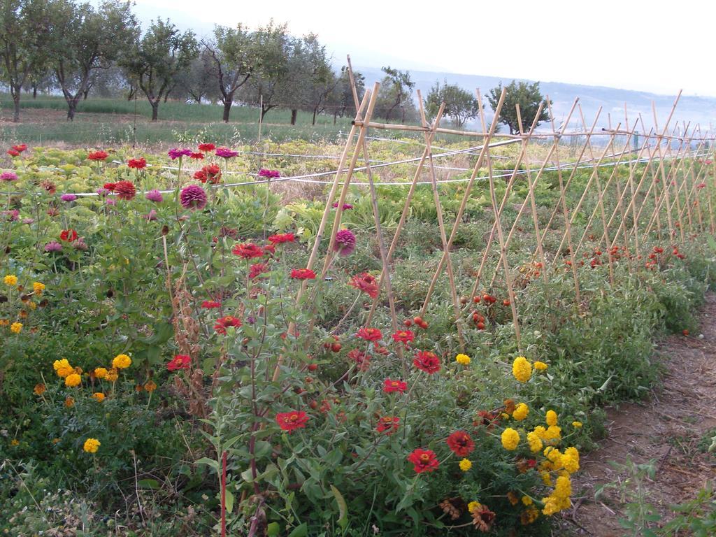 Rignano sullʼArno Agriturismo Papageno מראה חיצוני תמונה